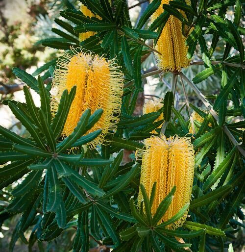 This is Banksia seminuda. The common name for this is River Banksia. Whimsy and Wonder Seeds sells the freshest of rare seeds. Other Common names for this rare plant species are: River Banksia. River Banksia, Micrantha Banksia. Check this River Banksia (Banksia seminuda) out along with all of our other rare  and exotics plant seeds here at Whimsy and Wonder Seeds. We ship these rare seeds from Canada to anywhere in the World.