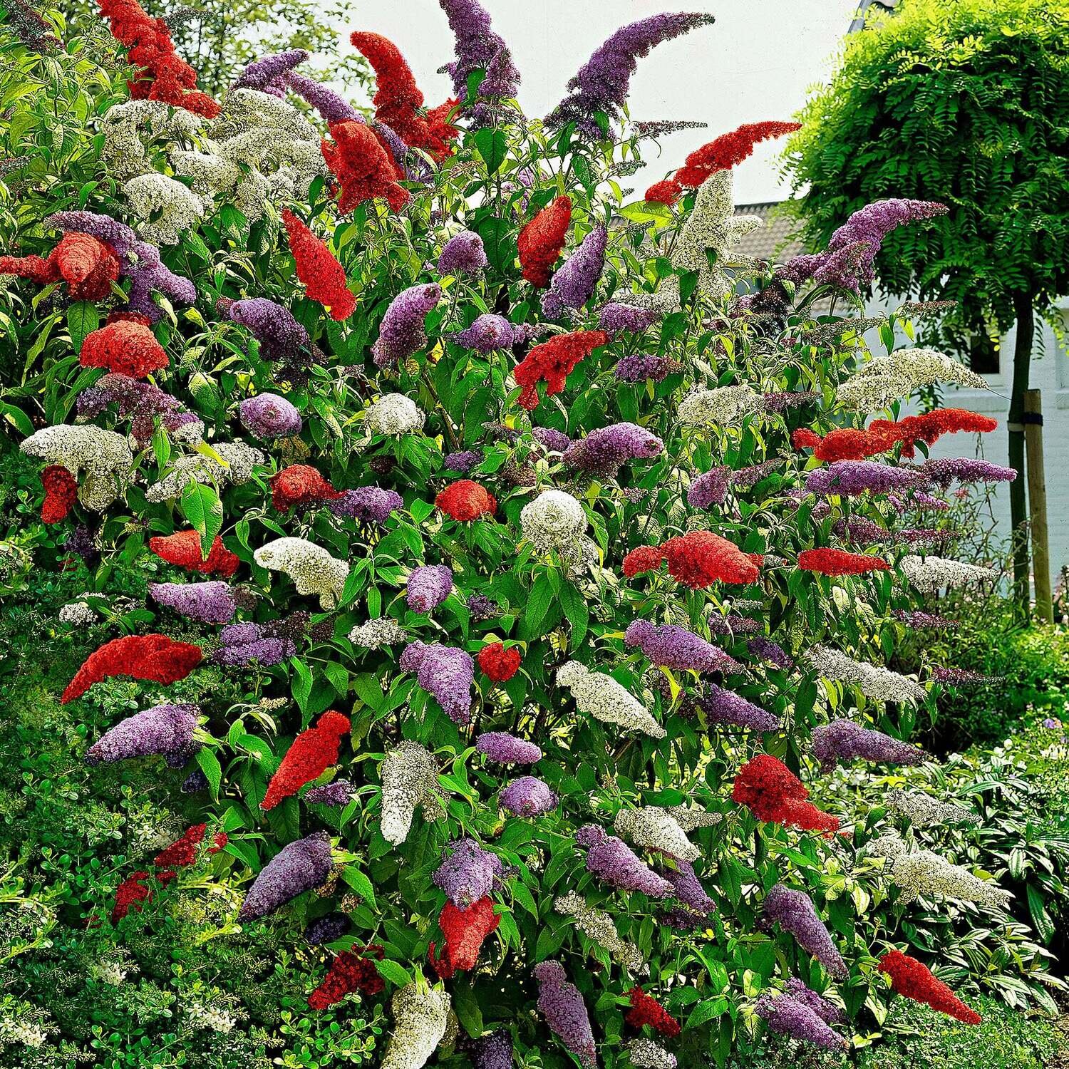 Butterfly Bush - Buddleja davidii | Rare Plant Seeds | Whimsy and Wonder