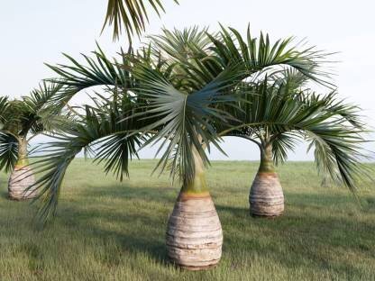 This is Hyophorbe lagenicaulis . The common name for this is Bottle Palm. Whimsy and Wonder Seeds sells the freshest of rare seeds. Other Common names for this rare plant species are: Bottle Palm, : Bottle Palm, Spindle Palm. Check this Bottle Palm (Hyophorbe lagenicaulis ) out along with all of our other rare  and exotics plant seeds here at Whimsy and Wonder Seeds. We ship these rare seeds from Canada to anywhere in the World.