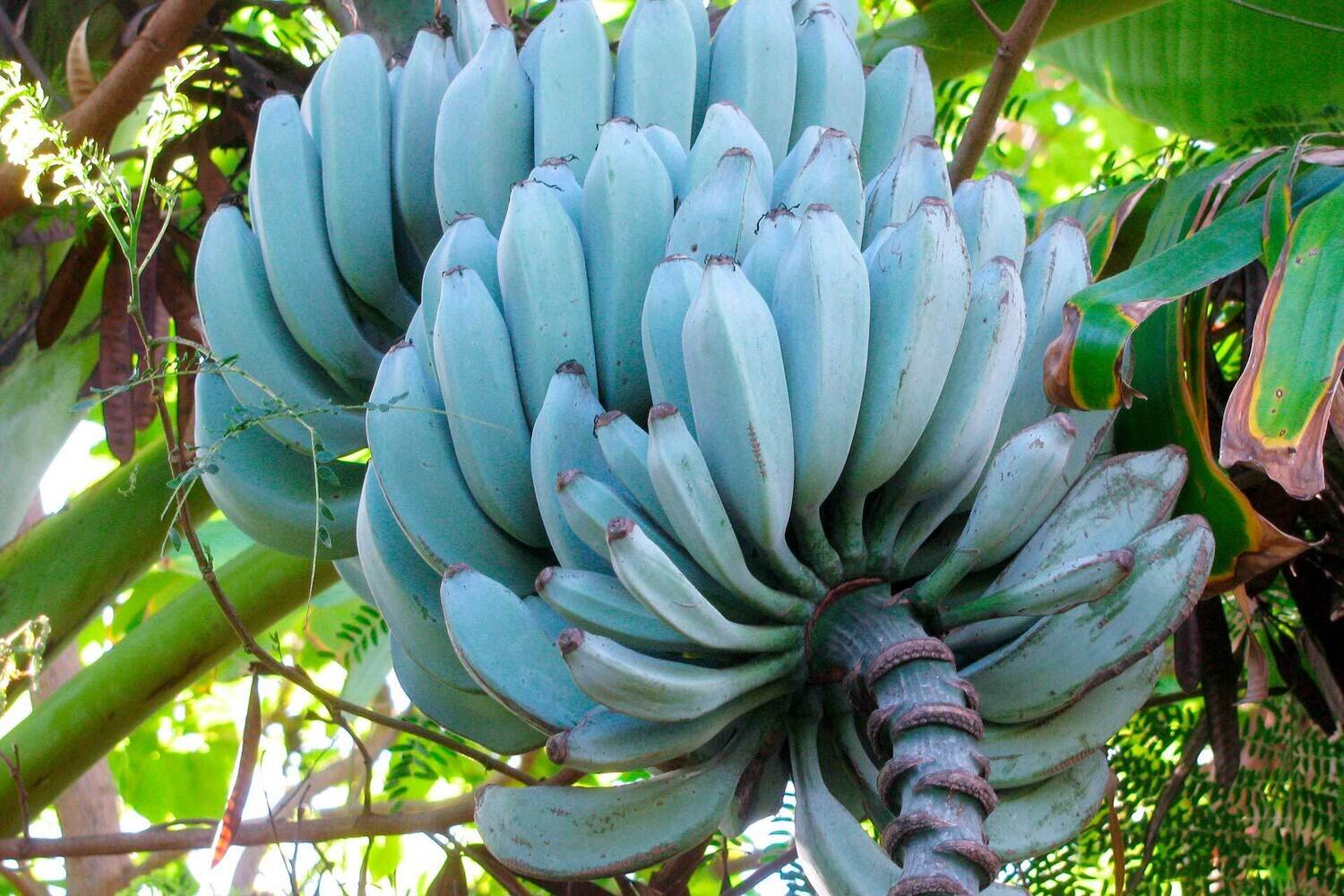 This is Musa 'Blue Java'. The common name for this is Blue Java Banana / Ice Cream Banana. Whimsy and Wonder Seeds sells the freshest of rare fruit seeds. Other Common names for this exotic fruit species are: Blue Java Banana / Ice Cream Banana, Ice Cream Banana, Blue Java Banana. Check this Blue Java Banana / Ice Cream Banana (Musa 'Blue Java'.) out along with all of our other Rare  and Exotic Fruit plant seeds here at Whimsy and Wonder Seeds. We ship these exotic fruit plants seeds  from Canada to anywhere in the World.