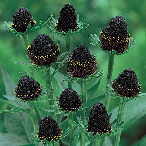 This is Rudbeckia occidentalis. The common name for this is Green Wizard Western Coneflower. Whimsy and Wonder Seeds sells the freshest of rare seeds. Other Common names for this rare plant species are: Green Wizard Western Coneflower, Western Coneflower, Green-headed Coneflower. Check this Green Wizard Western Coneflower (Rudbeckia occidentalis) out along with all of our other rare  and exotics plant seeds here at Whimsy and Wonder Seeds. We ship these rare seeds from Canada to anywhere in the World.