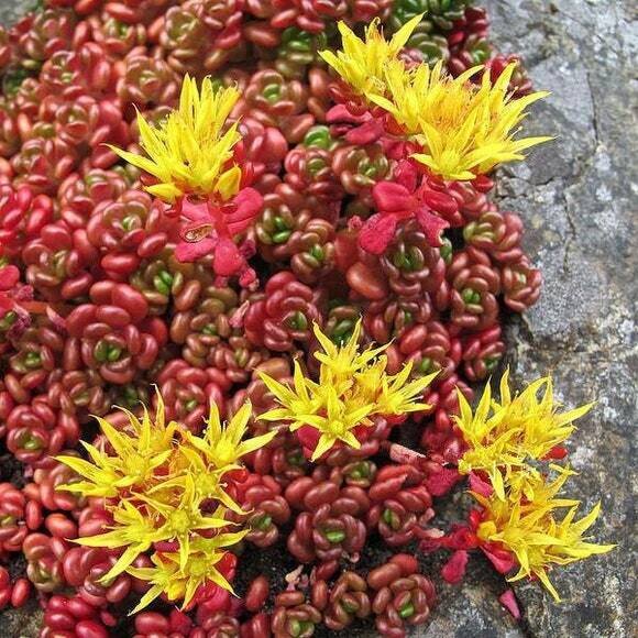 This is Sedum oreganum. The common name for this is Oregon Stonecrop Sedum. Whimsy and Wonder Seeds sells the freshest of rare seeds. Other Common names for this rare plant species are: Oregon Stonecrop Sedum, Oregon Stonecrop, Oregano Stonecrop. Check this Oregon Stonecrop Sedum (Sedum oreganum) out along with all of our other rare  and exotics plant seeds here at Whimsy and Wonder Seeds. We ship these rare seeds from Canada to anywhere in the World.