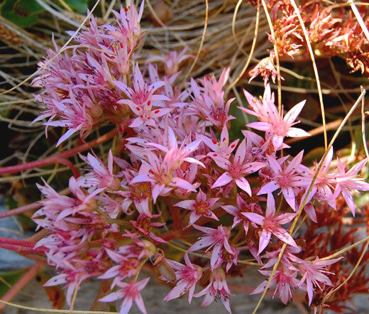 This is Spurium coccineum &#39;Purple&#39;. The common name for this is Purple Carpet Sedum. Whimsy and Wonder Seeds sells the freshest of rare seeds. Other Common names for this rare plant species are: Purple Carpet Sedum, Two-row Stonecrop, Purple Stonecrop. Check this Purple Carpet Sedum (Spurium coccineum &#39;Purple&#39;) out along with all of our other rare  and exotics plant seeds here at Whimsy and Wonder Seeds. We ship these rare seeds from Canada to anywhere in the World.