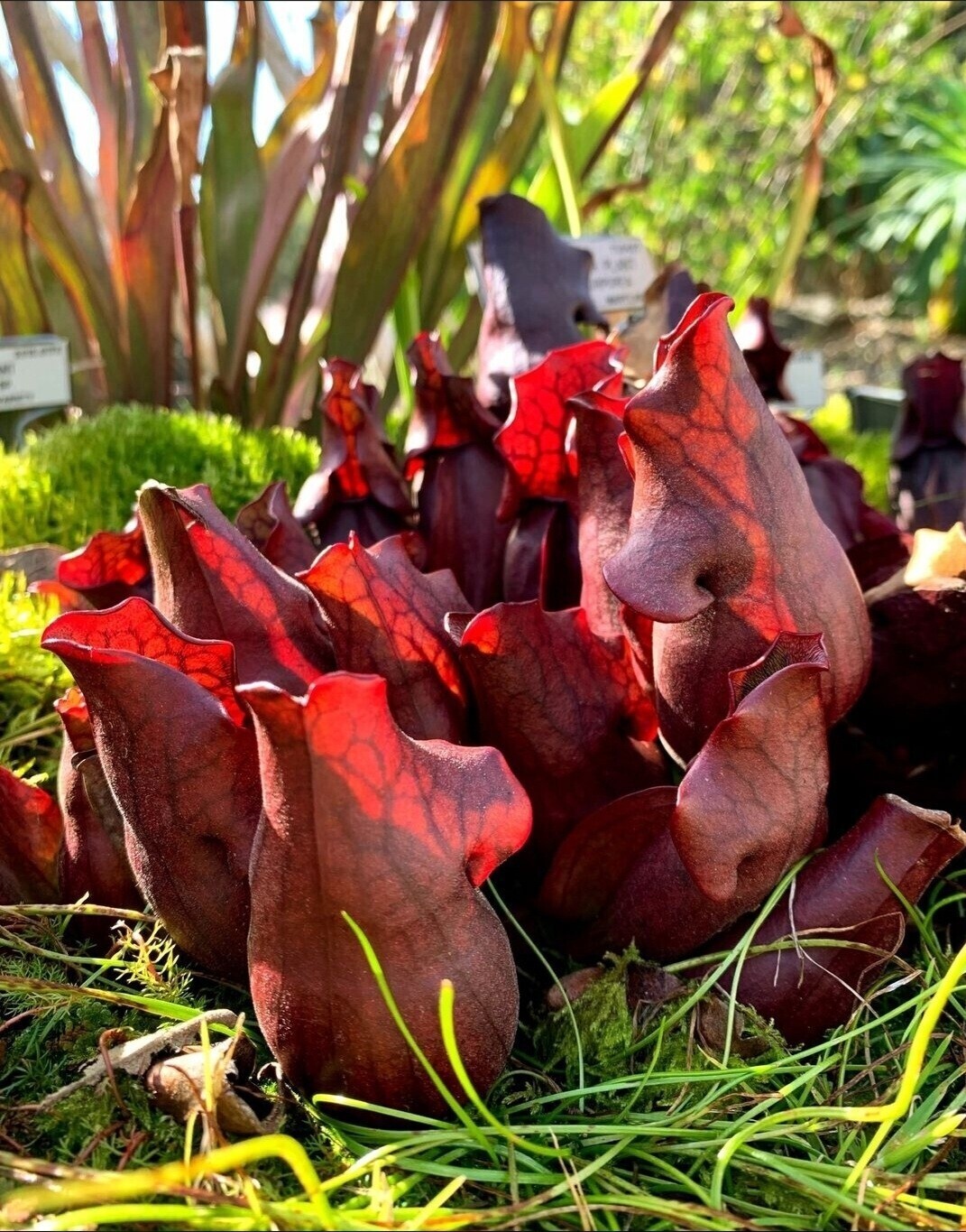 This is Sarracenia purpurea . The common name for this is Purple Pitcher Plant. Whimsy and Wonder Seeds sells the freshest of rare plant seeds. Other Common names for this rare insectivorous plant are: Purple Pitcher Plant - Sarracenia purpurea, Northern Pitcher Plant.  Check this Purple Pitcher Plant (Sarracenia purpurea) out along with all of our other carnivorous plant seeds here at Whimsy and Wonder Seeds. We ship these carnivorous plants seeds from Canada to anywhere in the World.