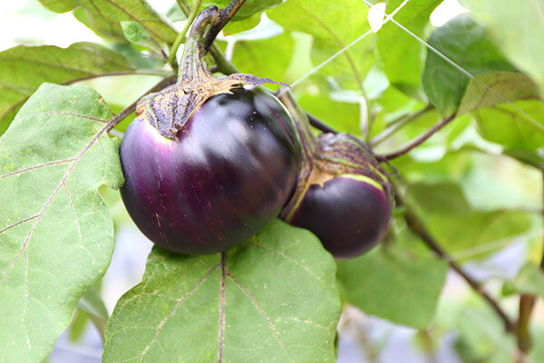 This is Solanum melongena. The common name for this is Obsidian Eggplant (Nagaoka Kinchaku). Whimsy and Wonder Seeds sells the freshest of heirloom seeds, vegetable seeds and rare garden seeds. Check this Obsidian Eggplant (Nagaoka Kinchaku) (Solanum melongena) out along with all of our Heirloom vegetables and rare garden plant seeds here at Whimsy and Wonder Seeds. We ship these garden seeds from Canada to anywhere in the World.