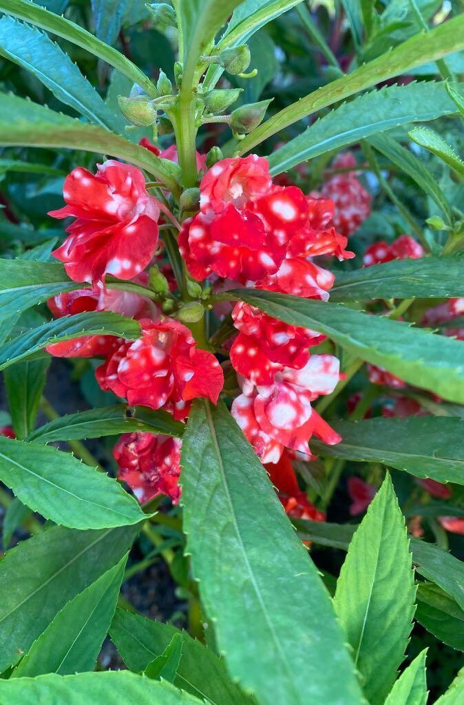 Peppermint Stick Balsam This is Impatiens balsamina. The common name for this is Peppermint Stick Balsam. Whimsy and Wonder Seeds sells the freshest of rare seeds. Other Common names for this rare plant species are: Peppermint Stick Balsam: Candy Cane Sorrel, Peppermint Stick Plant, Candy Cane Oxalis, Shamrock Oxalis, Wood Sorrel. Check this Peppermint Stick Balsam (Impatiens balsamina) out along with all of our other rare  and exotics plant seeds here at Whimsy and Wonder Seeds. We ship these rare seeds from Canada to anywhere in the World.