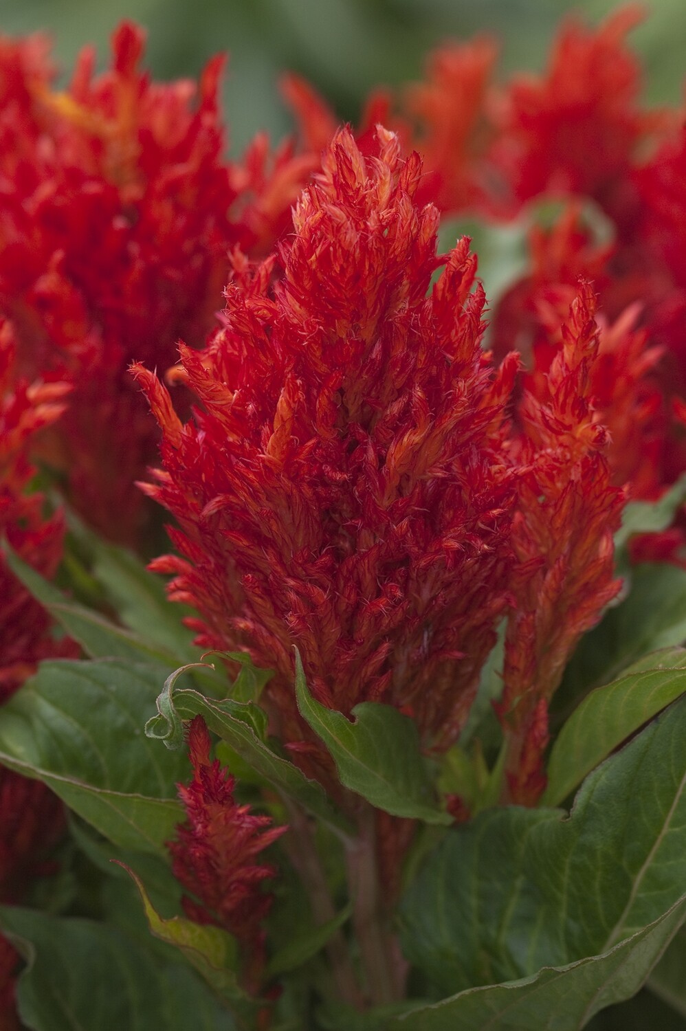 This is Celosia argentea. The common name for this is Chinese Wool Flower. Whimsy and Wonder Seeds sells the freshest of rare seeds. Other Common names for this rare plant species are: Chinese Wool Flower: Chinese pussy willow, catkins, lamb&#39;s tail, silk tree, mimosa, albizzia, sleeping tree. Check this Chinese Wool Flower (Celosia argentea) out along with all of our other rare  and exotics plant seeds here at Whimsy and Wonder Seeds. We ship these rare seeds from Canada to anywhere in the World.