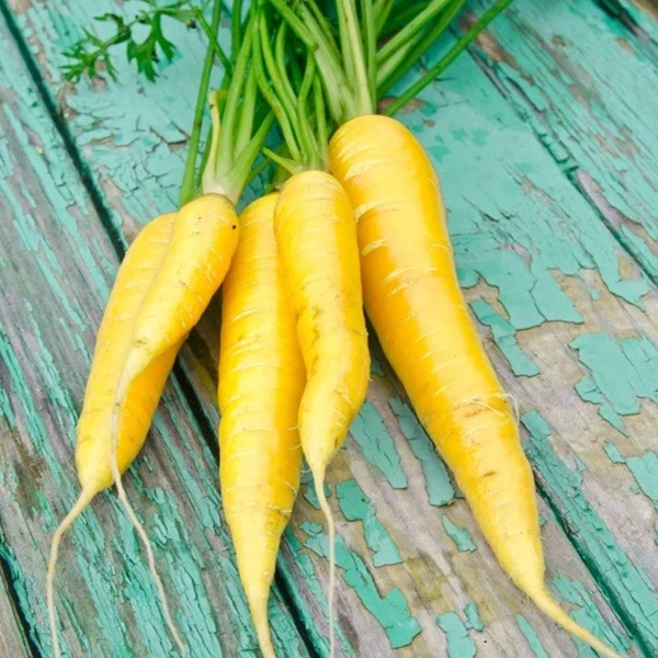 This is Daucus carota . The common name for this is Amarillo Carrot. Whimsy and Wonder Seeds sells the freshest of heirloom seeds, vegetable seeds and rare garden seeds. Check this Amarillo Carrot (Daucus carota) out along with all of our Heirloom vegetables and rare garden plant seeds here at Whimsy and Wonder Seeds. We ship these garden seeds from Canada to anywhere in the World.
