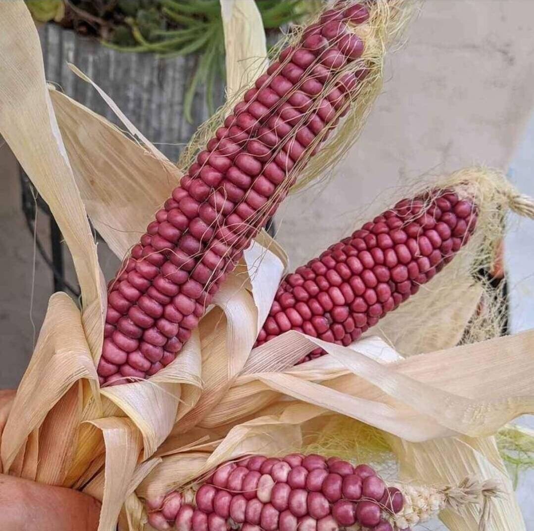 This is Zea mays. The common name for this is Hopi Purple Corn. Whimsy and Wonder Seeds sells the freshest of heirloom seeds, vegetable seeds and rare garden seeds. Check this Hopi Purple Corn (Zea mays) out along with all of our Heirloom vegetables and rare garden plant seeds here at Whimsy and Wonder Seeds. We ship these garden seeds from Canada to anywhere in the World.