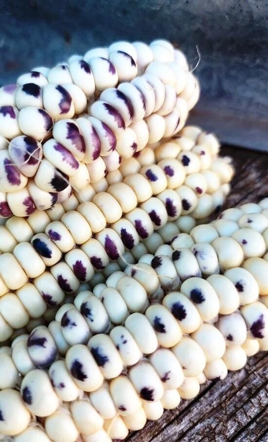 This is Zea mays. The common name for this is Montana Cudu Corn. Whimsy and Wonder Seeds sells the freshest of heirloom seeds, vegetable seeds and rare garden seeds. Check this Montana Cudu Corn (Zea mays) out along with all of our Heirloom vegetables and rare garden plant seeds here at Whimsy and Wonder Seeds. We ship these garden seeds from Canada to anywhere in the World.