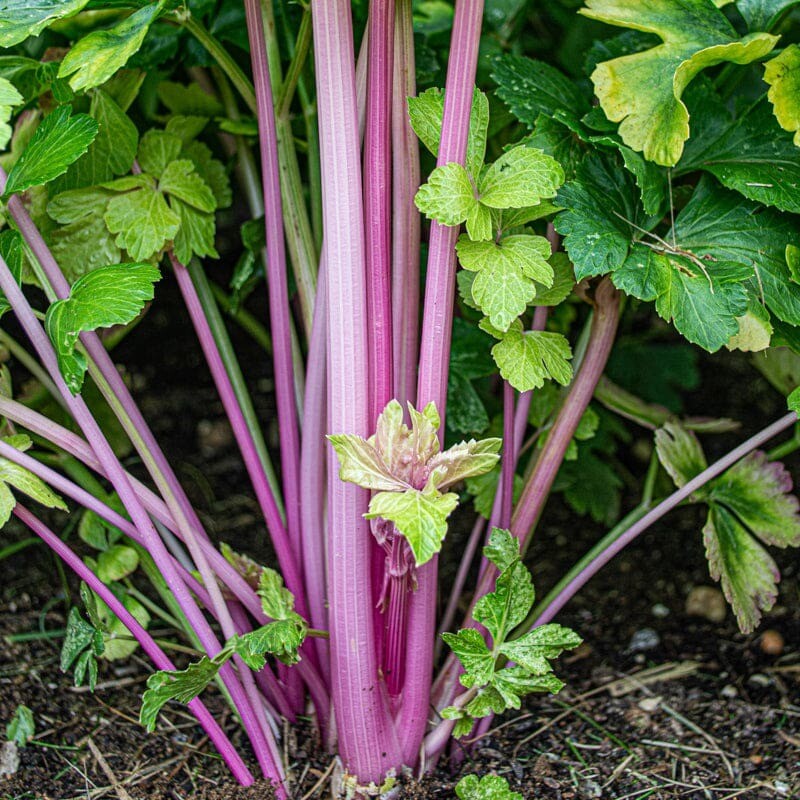 This is Apium graveolens. The common name for this is Chinese Pink Celery. Whimsy and Wonder Seeds sells the freshest of heirloom seeds, vegetable seeds and rare garden seeds. Check this Chinese Pink Celery (Apium graveolens) out along with all of our Heirloom vegetables and rare garden plant seeds here at Whimsy and Wonder Seeds. We ship these garden seeds from Canada to anywhere in the World.