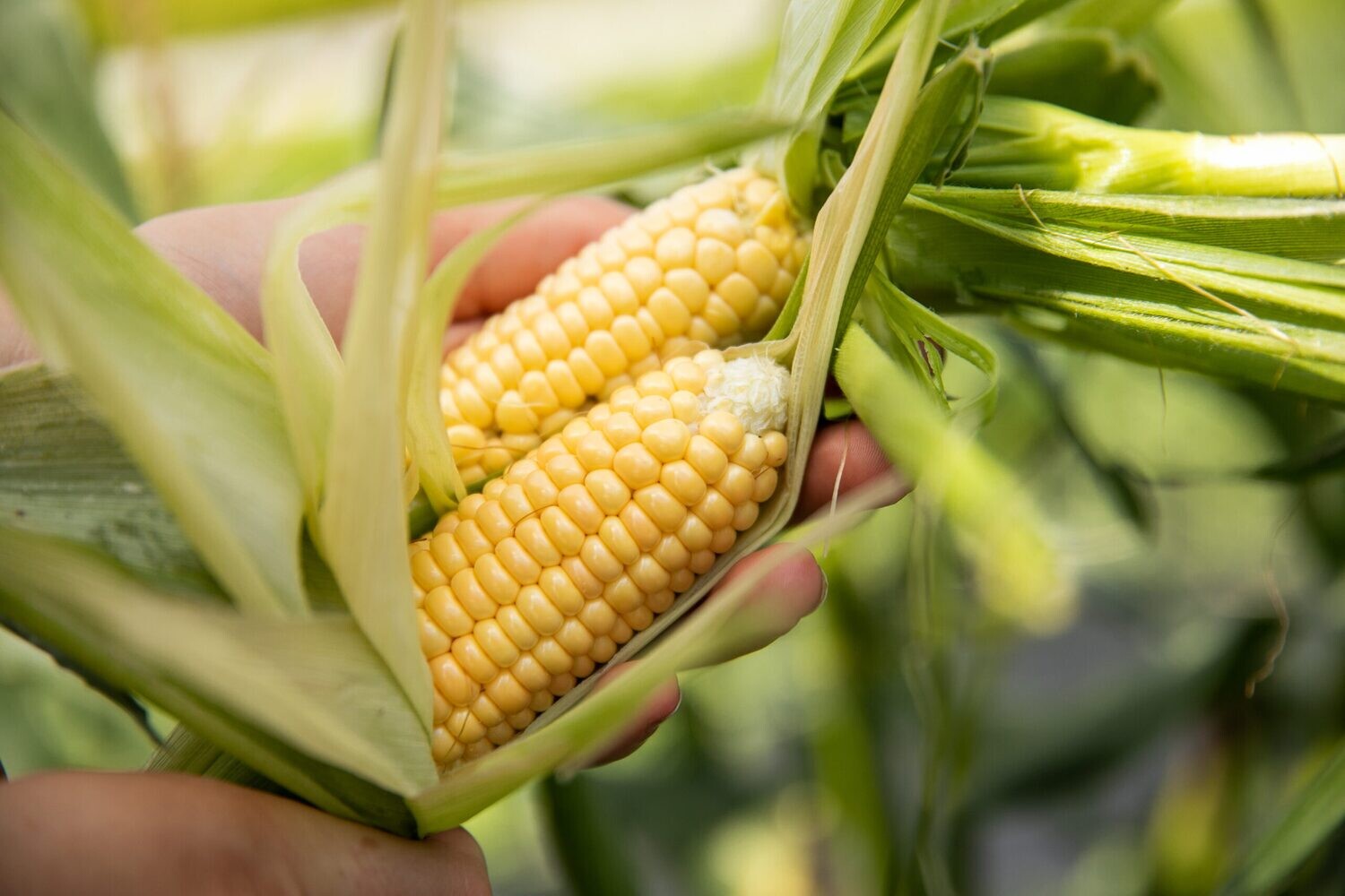 This is Zea mays. The common name for this is Baby Orchard Sweet Corn. Whimsy and Wonder Seeds sells the freshest of heirloom seeds, vegetable seeds and rare garden seeds. Check this Baby Orchard Sweet Corn (Zea mays) out along with all of our Heirloom vegetables and rare garden plant seeds here at Whimsy and Wonder Seeds. We ship these garden seeds from Canada to anywhere in the World.