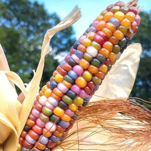 This is Zea mays The common name for this is Glass Gem Corn. Whimsy and Wonder Seeds sells the freshest of heirloom seeds, vegetable seeds and rare garden seeds. Check this Glass Gem Corn (Zea mays) out along with all of our Heirloom vegetables and rare garden plant seeds here at Whimsy and Wonder Seeds. We ship these garden seeds from Canada to anywhere in the World.
