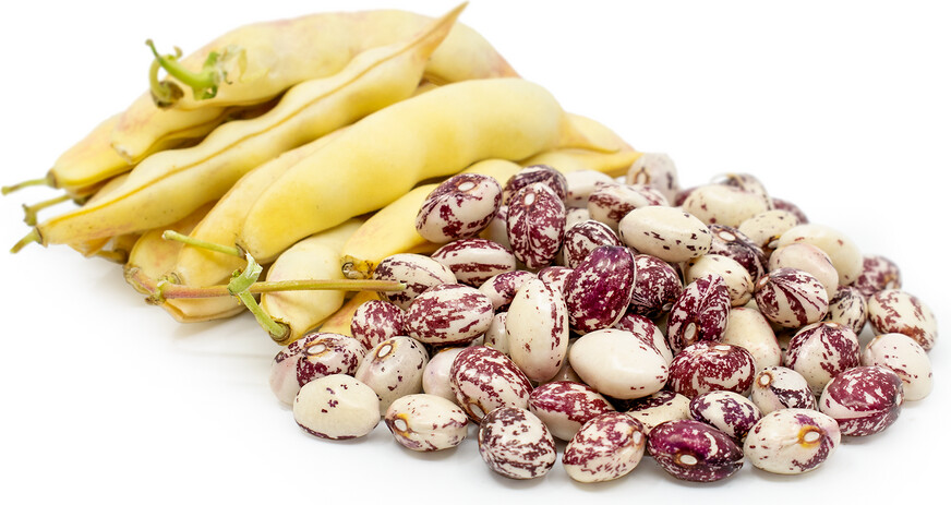 This is Phaseolus vulgaris. The common name for this is Good Mother Stallard  Pole Bean. Whimsy and Wonder Seeds sells the freshest of heirloom seeds, vegetable seeds and rare garden seeds. Check this Good Mother Stallard  Pole Bean (Phaseolus vulgaris) out along with all of our Heirloom vegetables and rare garden plant seeds here at Whimsy and Wonder Seeds. We ship these garden seeds from Canada to anywhere in the World.