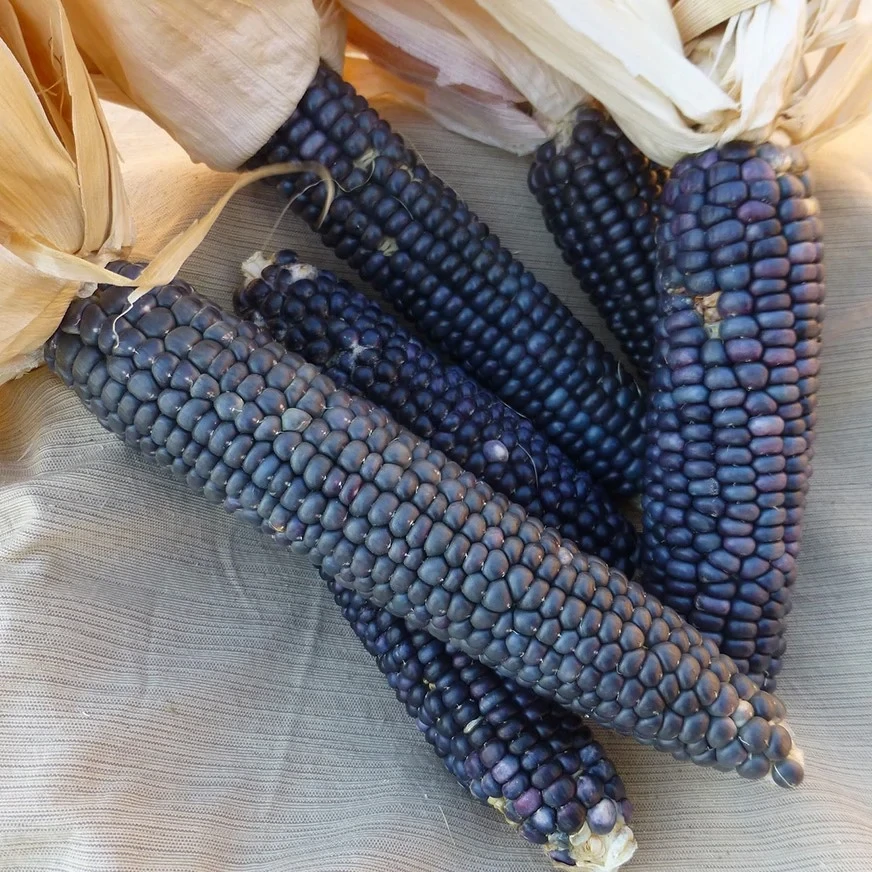 This is Zea mays. The common name for this is Hopi Turquoise Corn. Whimsy and Wonder Seeds sells the freshest of heirloom seeds, vegetable seeds and rare garden seeds. Check this Hopi Turquoise Corn (Zea mays) out along with all of our Heirloom vegetables and rare garden plant seeds here at Whimsy and Wonder Seeds. We ship these garden seeds from Canada to anywhere in the World.