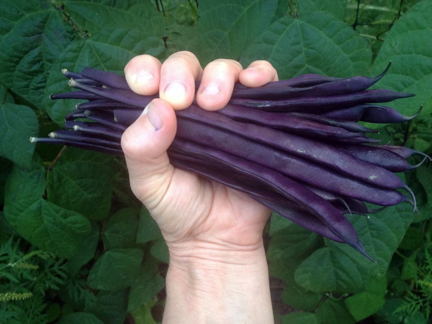 This is Phaseolus vulgaris. The common name for this is Purple Podded Pole Bean. Whimsy and Wonder Seeds sells the freshest of heirloom seeds, vegetable seeds and rare garden seeds. Check this Purple Podded Pole Bean (Phaseolus vulgaris) out along with all of our Heirloom vegetables and rare garden plant seeds here at Whimsy and Wonder Seeds. We ship these garden seeds from Canada to anywhere in the World.
