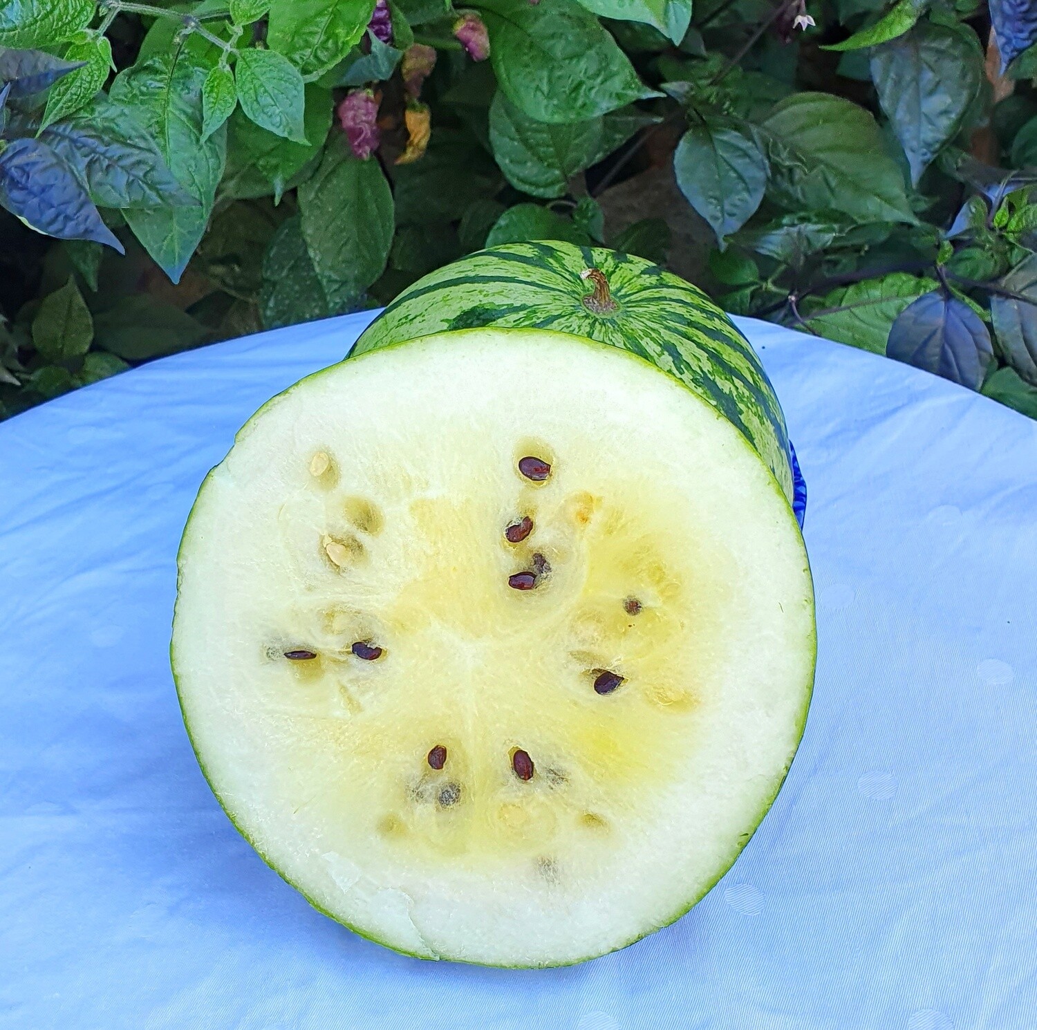 This is Citrullus vulgaris. The common name for this is Yamato White (Silver) Watermelon. Whimsy and Wonder Seeds sells the freshest of rare fruit seeds. Other Common names for this exotic fruit species are: Yamato White (Silver) Watermelon: Japanese White Watermelon, Ginza King, Shiroi Kometto, Densuke Watermelon. Check this Yamato White (Silver) Watermelon (Citrullus vulgaris) out along with all of our other Rare  and Exotic Fruit plant seeds here at Whimsy and Wonder Seeds. We ship these exotic fruit plants seeds  from Canada to anywhere in the World.