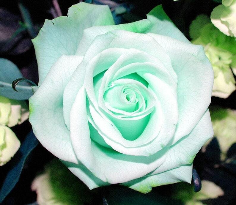 This is Rosa x hybrida. The common name for this is Florist&#39;s Tea Rose &#39;Mint Green&#39;. Whimsy and Wonder Seeds sells the freshest of rare seeds. Other Common names for this rare plant species are: Florist&#39;s Tea Rose &#39;Mint Green&#39;, Minty Green Rose. Check this Florist&#39;s Tea Rose &#39;Mint Green&#39; (Rosa x hybrida) out along with all of our other rare  and exotics plant seeds here at Whimsy and Wonder Seeds. We ship these rare seeds from Canada to anywhere in the World.