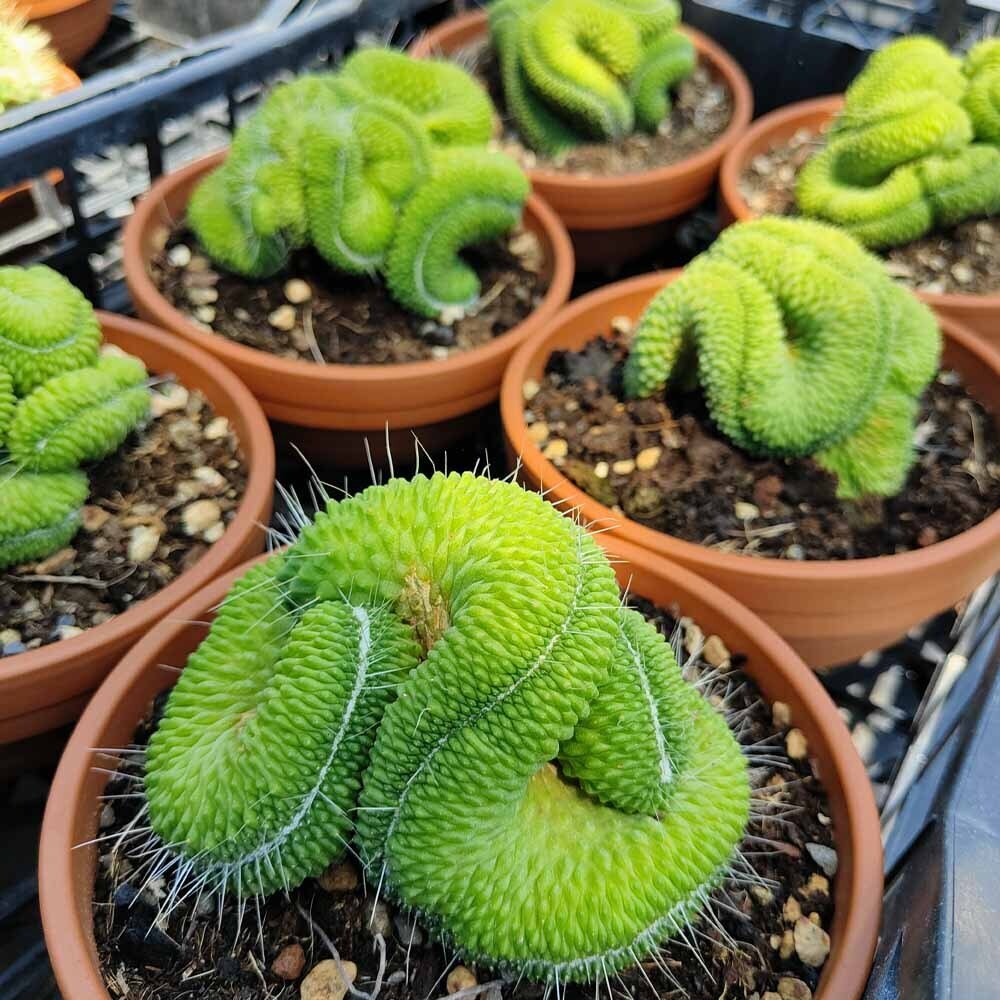 This is Mammillaria spinosissima . The common name for this is Spiny Pincushion Cactus. Whimsy and Wonder Seeds sells the freshest of rare plant seeds. Other Common names for this rare cactus species are: Spiny Pincushion Cactus, Prickly Pincushion, Red-Headed Irishman Cactus, Silver Arrows, Spiny Pincushion Cactus, Spaghetti Cactus. Check this Spiny Pincushion Cactus (Mammillaria spinosissima ) out along with all of  our other cacti plant seeds here at Whimsy and Wonder Seeds. We ship these cactus plants seeds from  Canada to anywhere in the World.