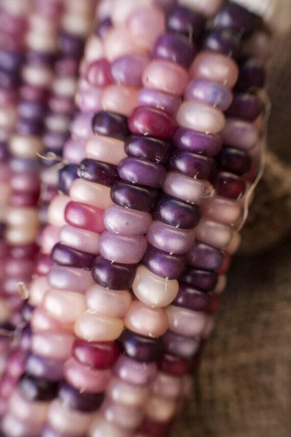 This is Zea mays. The common name for this is Purple Glass Gem Corn. Whimsy and Wonder Seeds sells the freshest of heirloom seeds, vegetable seeds and rare garden seeds. Check this Purple Glass Gem Corn (Zea mays) out along with all of our Heirloom vegetables and rare garden plant seeds here at Whimsy and Wonder Seeds. We ship these garden seeds from Canada to anywhere in the World.