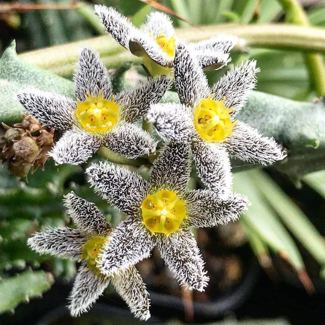 This is Caralluma burchardii. The common name for this is Snowy Bear Carrion Flower Succulent. Whimsy and Wonder Seeds sells the freshest of rare plant seeds. Other Common names for this rare succulent plant are:  Snowy Bear Carrion Flower Succulent, White Carrion Flower, African Cactus, Desert Succulent, Burchard's Caralluma, Star Cactus. Check this Snowy Bear Carrion Flower Succulent (Caralluma burchardii) out along with all of  our other succulent plant seeds here at Whimsy and Wonder Seeds. We ship these succulent plants  seeds from Canada to anywhere in the World.
