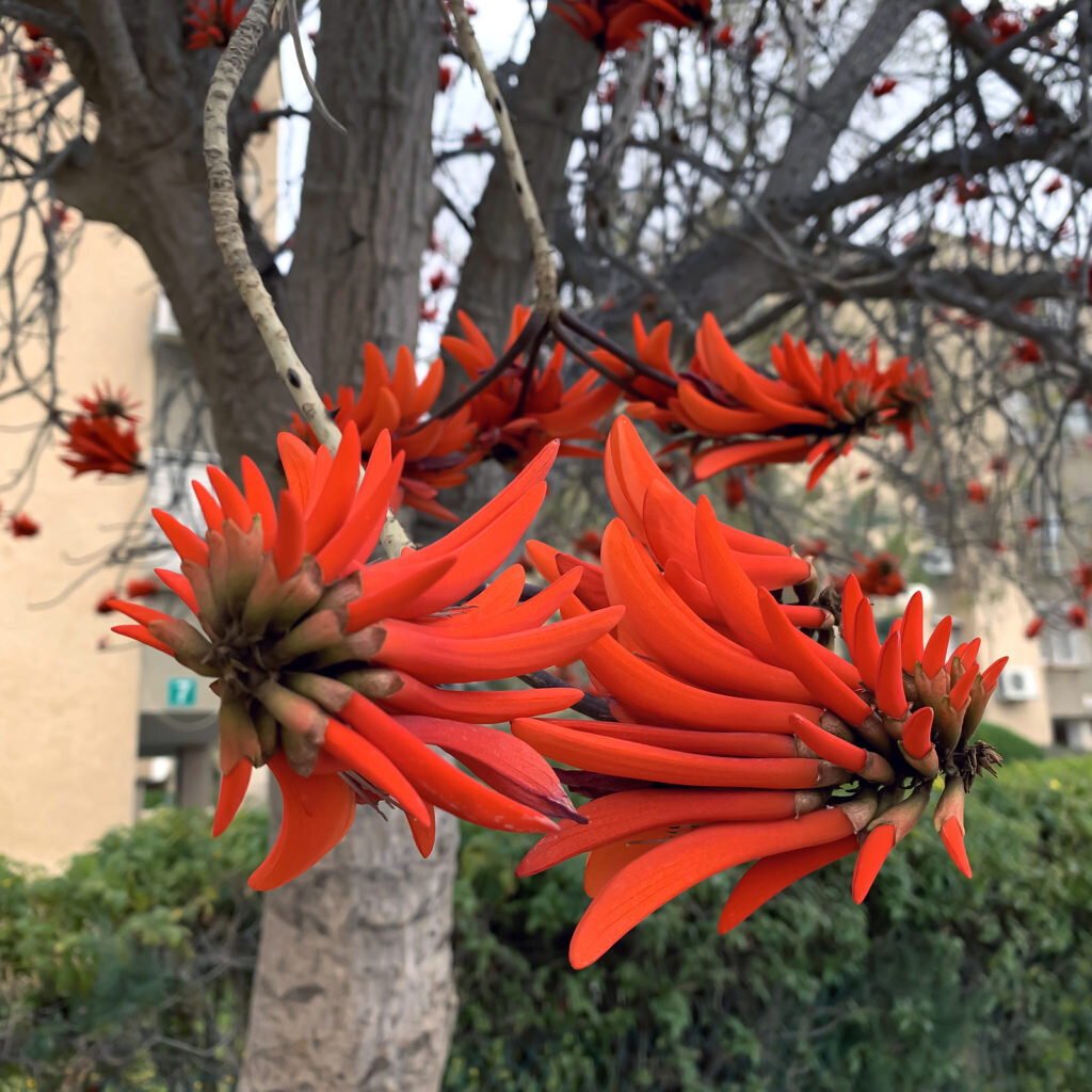 This is Erythrina caffra. The common name for this is Kaffir Coral Tree. Whimsy and Wonder Seeds sells the freshest of rare seeds. Other Common names for this rare plant species are: Kaffir Coral Tree, African Coral Tree , Coastal Coral Tree, African Coral Tree, Natal Coral Tree, Coast Coral Tree. Check this Kaffir Coral Tree (Erythrina caffra) out along with all of our other rare  and exotics plant seeds here at Whimsy and Wonder Seeds. We ship these rare seeds from Canada to anywhere in the World.