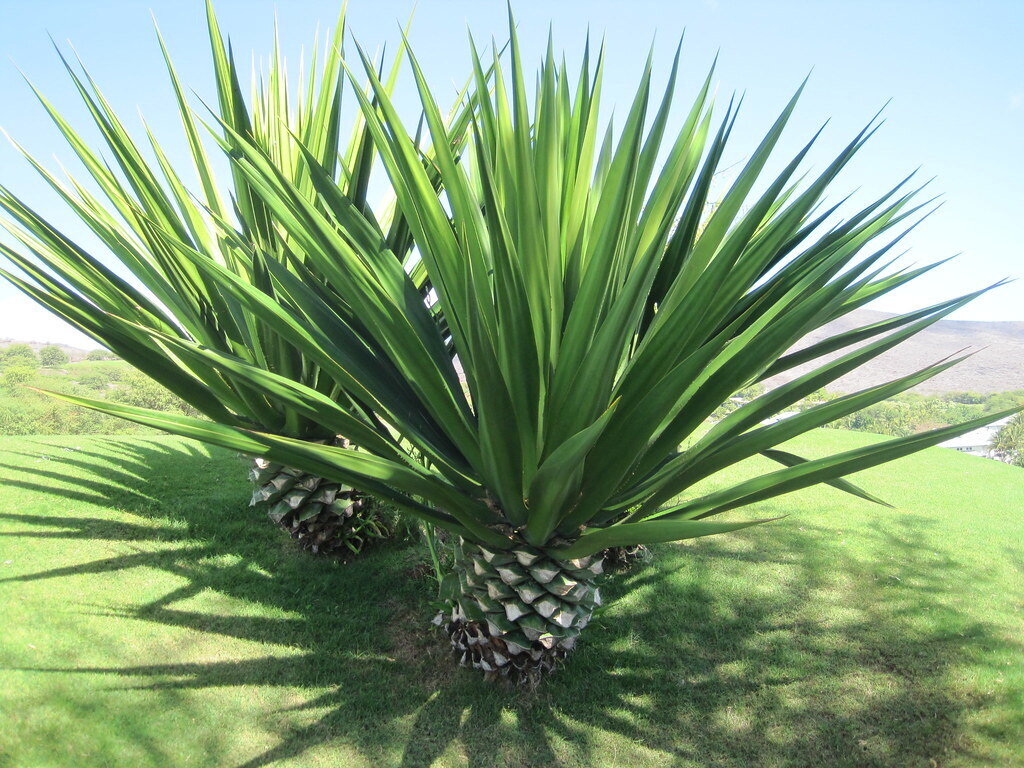 This is Agave sisalana. The common name for this is Sisal Agave. Whimsy and Wonder Seeds sells the freshest of rare plant seeds. Other Common names for this rare succulent plant are: Sisal Agave, Agave Plant, Sisal Agave, Sisal Plant, Sisal Yucca, Sisal Hemp. Check this Sisal Agave  (Agave sisalana) out along with all of  our other succulent plant seeds here at Whimsy and Wonder Seeds. We ship these succulent plants  seeds from Canada to anywhere in the World.
