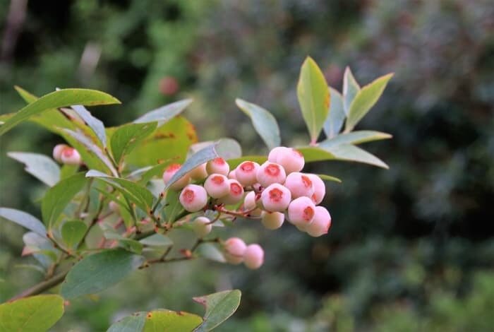 This is Vaccinium corymbosum. The common name for this is Pink Berry  - Pink Blueberries. Whimsy and Wonder Seeds sells the freshest of rare fruit seeds. Other Common names for this exotic fruit species are:Pink Berry - Pink Blueberries, Pink Blueberry Bush, Blueberry, Huckleberry, American Blueberry, Tall Highbush Blueberry. Check this Pink Berry  - Pink Blueberries (Vaccinium corymbosum) out along with all of our other Rare  and Exotic Fruit plant seeds here at Whimsy and Wonder Seeds. We ship these exotic fruit plants seeds  from Canada to anywhere in the World.