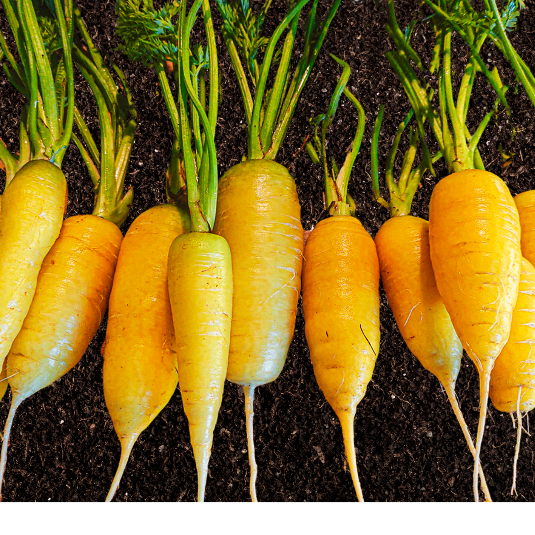 This is Daucus carota. The common name for this is Uzbek Gold Carrot. Whimsy and Wonder Seeds sells the freshest of heirloom seeds, vegetable seeds and rare garden seeds. Check this Uzbek Gold Carrot (Daucus carota) out along with all of our Heirloom vegetables and rare garden plant seeds here at Whimsy and Wonder Seeds. We ship these garden seeds from Canada to anywhere in the World.