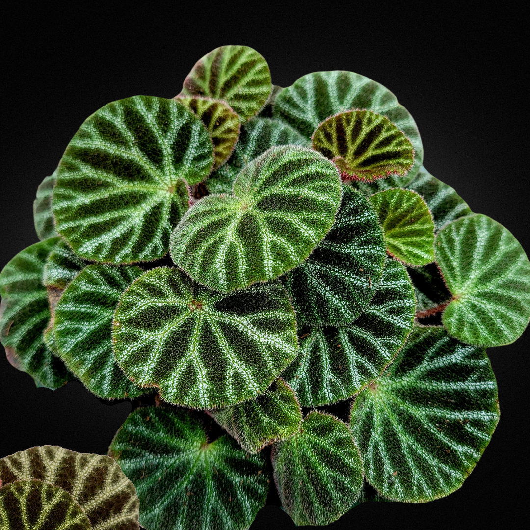 Begonia ninmingensis ’Bella’