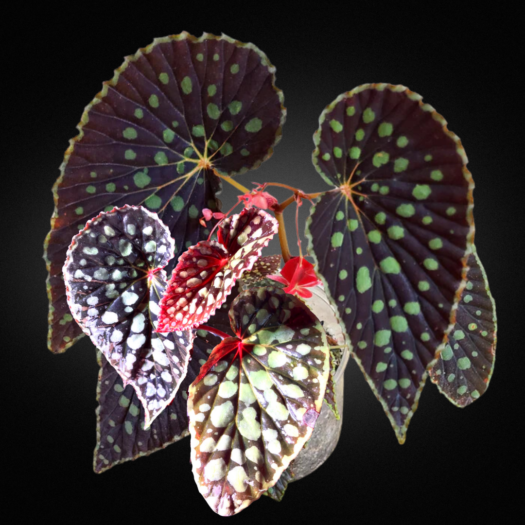 Begonia chlorosticta 'Red Form'