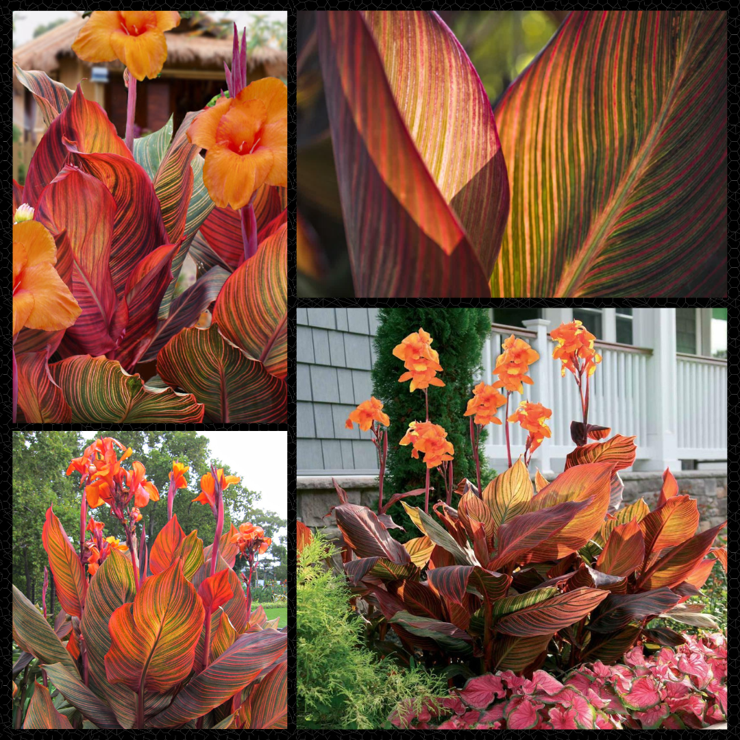 Canna x generalis 'Orange Phasion'