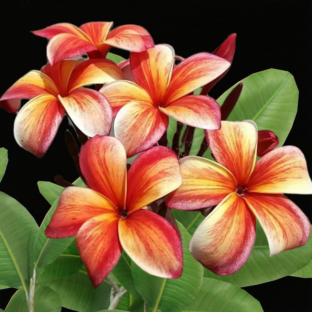 Plumeria sp.