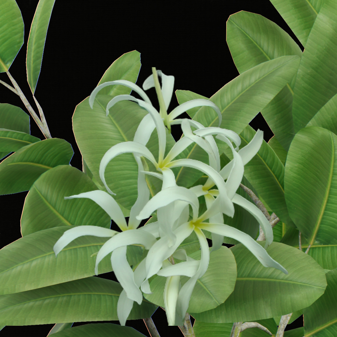 Plumeria Stenopetala