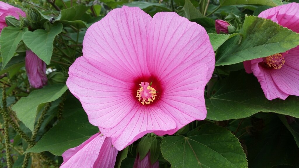 This is Hibiscus moscheutos 'palustris'. The common name for this is Hardy Hibiscus / Swamp Rose Mallow. Whimsy and Wonder Seeds sells the freshest of rare seeds. Other Common names for this rare plant species are: Hardy Hibiscus / Swamp Rose Mallow, Swamp Rose Mallow, Marshmallow Hibiscus, Crimson-eyed Rose Mallow, Eastern Rose Mallow, Swamp Hibiscus, Pink Swamp Hibiscus, Native Hibiscus, Rose Mallow, Eastern Mallow, Wild Cotton. Check this Hardy Hibiscus / Swamp Rose Mallow  (Hibiscus moscheutos 'palustris') out along with all of our other rare and exotics plant seeds here at Whimsy and Wonder Seeds. We ship these rare seeds from Canada to anywhere in the World.