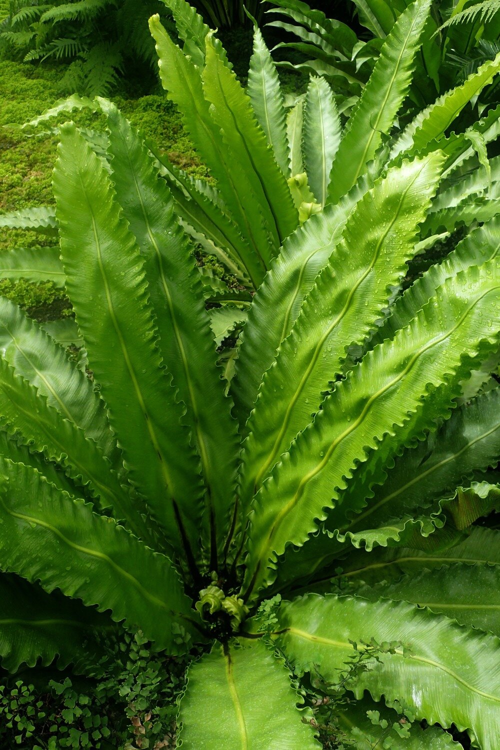 This is Asplenium nidus. The common name for this is Bird&#39;s Nest Fern. Whimsy and Wonder Seeds sells the freshest of rare seeds. Other Common names for this rare plant species are: Bird&#39;s Nest Fern , Nest Fern, Nesting Fern, Crow&#39;s Nest Fern, Bird&#39;s Nest Foliage Fern, Asplenium Nest Fern, Hawaiian Bird&#39;s Nest Fern, Ironwood Fern, Giant Fern, Wild Bird&#39;s Nest Fern. Check this Bird&#39;s Nest Fern (Asplenium nidus) out along with all of our other rare and exotics plant seeds here at Whimsy and Wonder Seeds. We ship these rare seeds from Canada to anywhere in the World.