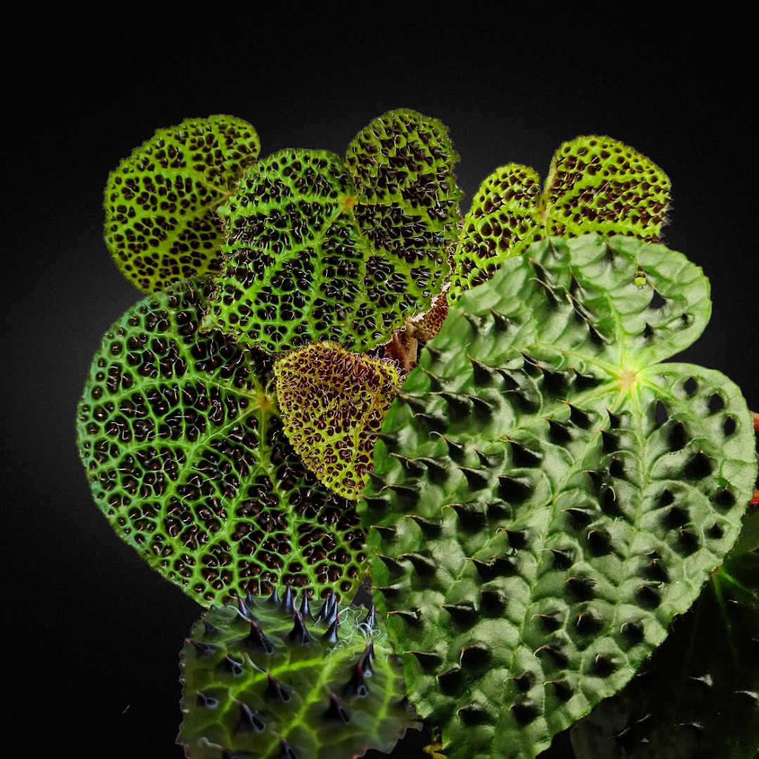 Begonia ferox