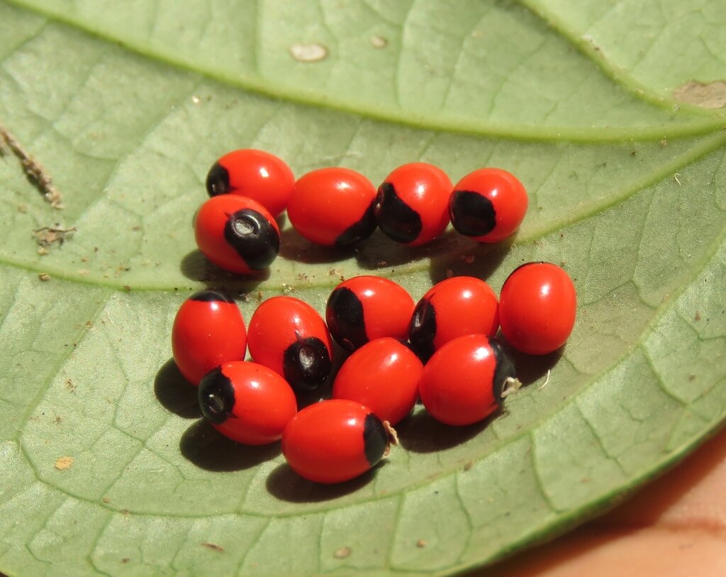 This is Abrus precatorius. The common name for this is Rosary Pea. Whimsy and Wonder Seeds sells the freshest of rare seeds. Other Common names for this rare plant species are:Rosary Pea, Crab&#39;s Eye Vine, Jequirity Bean Plant, Precatory Bean, Love Pea, Weather Plant, Buddha Beads. Check this Rosary Pea (Abrus precatorius) out along with all of our other rare and exotics plant seeds here at Whimsy and Wonder Seeds. We ship these rare seeds from Canada to anywhere in the World.