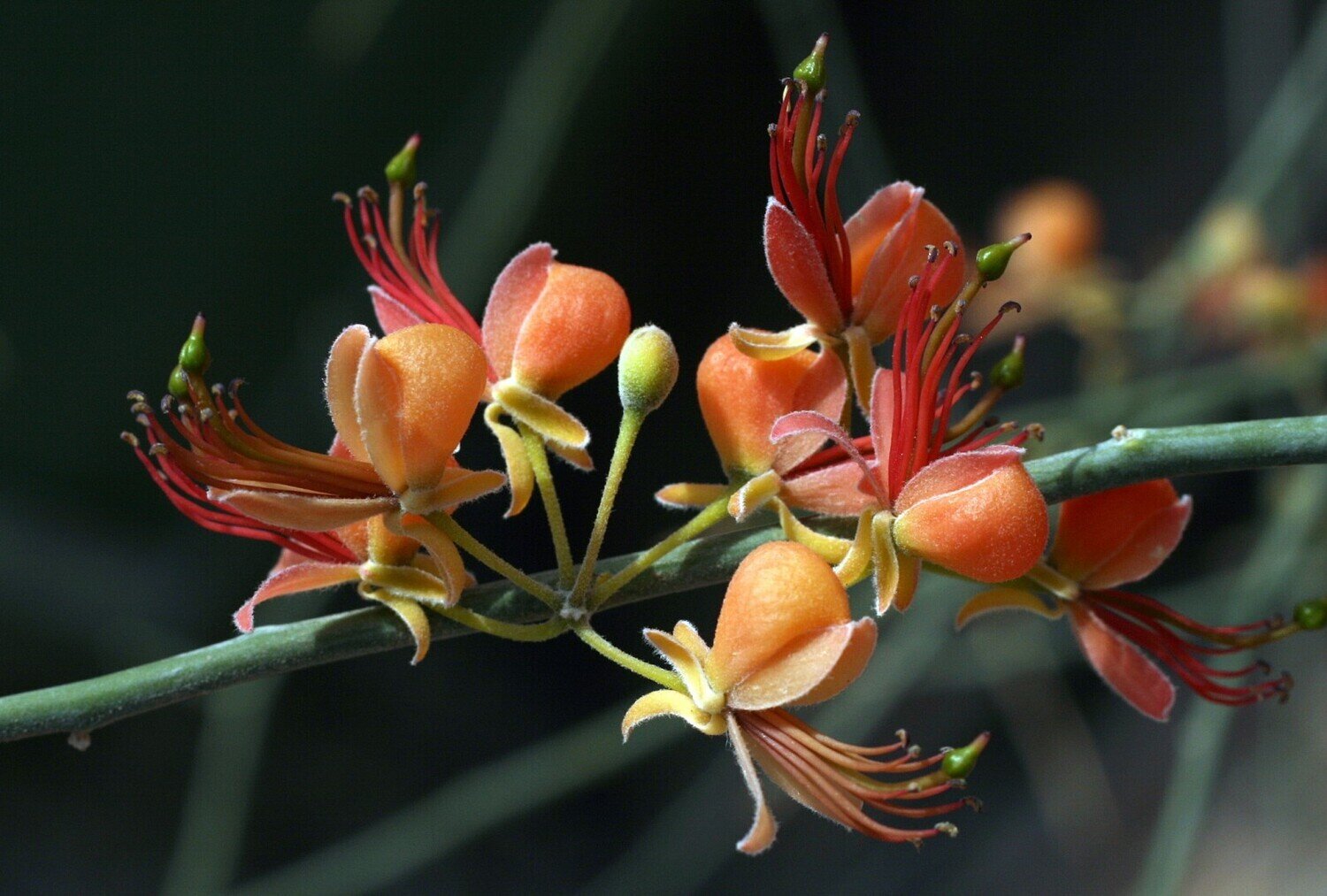 This is Capparis decidua. The common name for this is Bare Caper. Whimsy and Wonder Seeds sells the freshest of rare seeds. Other Common names for this rare plant species are: Bare Caper, Wild Caper, Desert Caper, Thorny Caper, Caparid, Shrub Caper, Dryland Caper. Check this Bare Caper (Capparis decidua) out along with all of our other rare and exotics plant seeds here at Whimsy and Wonder Seeds. We ship these rare seeds from Canada to anywhere in the World.