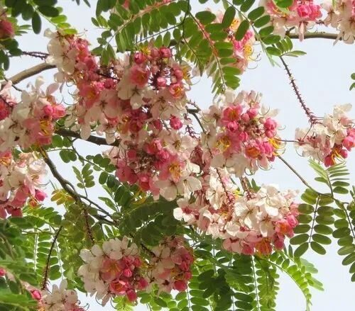This is Cassia grandis. The common name for this is Pink Shower Tree. Whimsy and Wonder Seeds sells the freshest of rare seeds. Other Common names for this rare plant species are: Pink Shower Tree, Cassia Javanica, Apple Blossom Shower, Rainbow Shower Tree, Java Cassia, Javanese Shower, Pink Shower Cassia. Check this Pink Shower Tree (Cassia grandis) out along with all of our other rare and exotics plant seeds here at Whimsy and Wonder Seeds. We ship these rare seeds from Canada to anywhere in the World.