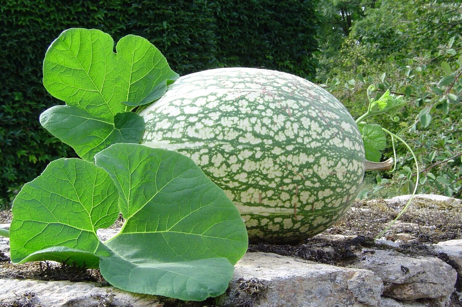 This is Cucurbita ficifolia. The common name for this is Figleaf Gourd. Other Common names for this plant species are: Figleaf Gourd, Hairy Cucumber, Creeping Fig-leaf Gourd, Climbing Gourd, Ivy Gourd, Fig-leafed Tendril, Leafy Gourd. Whimsy and Wonder Seeds sells the freshest of heirloom seeds, vegetable seeds and rare garden seeds. Check this Figleaf Gourd (Cucurbita ficifolia) out along with all of our Heirloom vegetables and rare garden plant seeds here at Whimsy and Wonder Seeds. We ship these garden seeds from Canada to anywhere in the World.