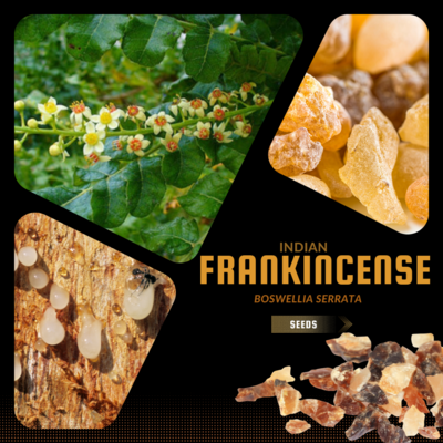 10 Graines De Boswellia Serrata, Indian Frankincense Tree Seeds
