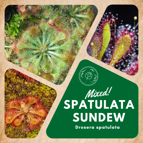 Spatulata Sundew Mix
