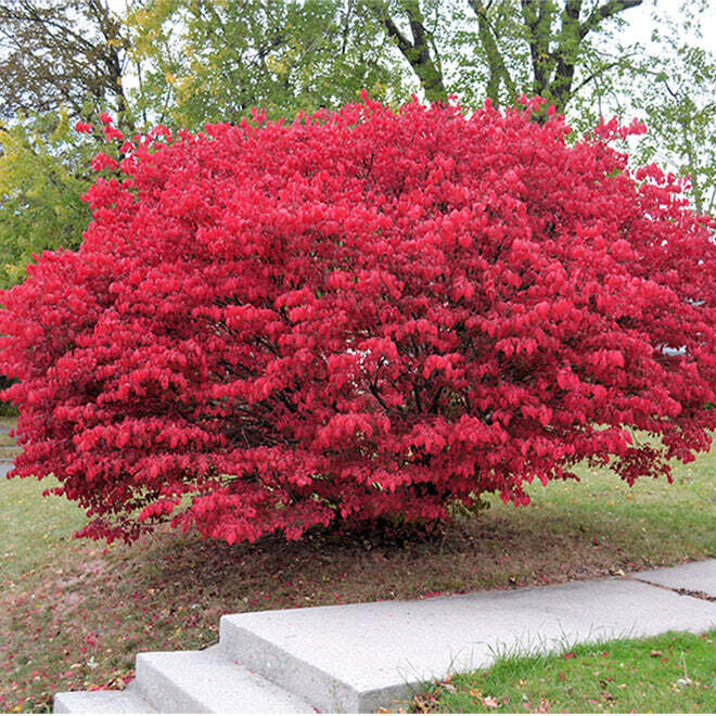 This is Euonymus Atropurpureus. The common name for this is Burning Bush Tree / Eastern Wahoo. Whimsy and Wonder Seeds sells the freshest of rare seeds. Other Common names for this rare plant species are: Fireberry Tree, Scarlet Euonymus, Red Flame Bush, Eastern Scarlet Bush, Firewood Tree. Check this Burning Bush Tree / Eastern Wahoo (Euonymus Atropurpureus) out along with all of our other rare and exotics plant seeds here at Whimsy and Wonder Seeds. We ship these rare seeds from Canada to anywhere in the World.