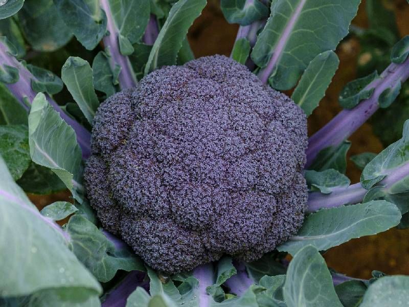 This is Brassica oleracea The common name for this is Purple Magic Broccoli . Whimsy and Wonder Seeds sells the freshest of heirloom seeds, vegetable seeds and rare garden seeds. Check this Purple Magic Broccoli  (Brassica oleracea) out along with all of our Heirloom vegetables and rare garden plant seeds here at Whimsy and Wonder Seeds. We ship these garden seeds from Canada to anywhere in the World.