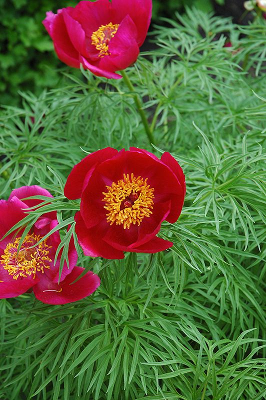 This is Paeonia tenuifolia The common name for this is Herbaceous Fernleaf Peony. Whimsy and Wonder Seeds sells the freshest of rare seeds. Other Common names for this rare plant species are: Common Peony, Fernleaf Peony, Chinese Peony, Botanical Peony, Herbaceous Fernleaf Peony. Check this Herbaceous Fernleaf Peony  (Paeonia tenuifolia) out along with all of our other rare and exotics plant seeds here at Whimsy and Wonder Seeds. We ship these rare seeds from Canada to anywhere in the World.