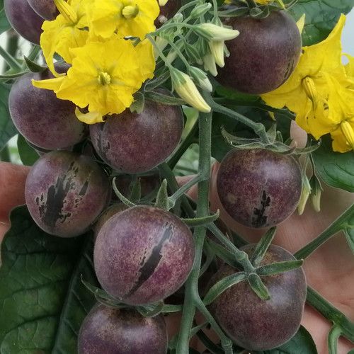 This is Solanum peruvianum. The common name for this is Peruvian Tomato. Whimsy and Wonder Seeds sells the freshest of heirloom seeds, vegetable seeds and rare garden seeds. Check this Peruvian Tomato (Solanum peruvianum) out along with all of our Heirloom vegetables and rare garden plant seeds here at Whimsy and Wonder Seeds. We ship these garden seeds from Canada to anywhere in the World.
