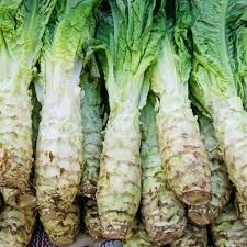 This is Lactuca sativa var. asparagina. The common name for this is Celtuce (Chinese Lettuce). Whimsy and Wonder Seeds sells the freshest of heirloom seeds, vegetable seeds and rare garden seeds. Check this Celtuce (Chinese Lettuce) (Lactuca sativa var. asparagina) out along with all of our Heirloom vegetables and rare garden plant seeds here at Whimsy and Wonder Seeds. We ship these garden seeds from Canada to anywhere in the World.