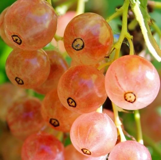 This is Ribes rubrum Pink Champagne. The common name for this is Pink Champagne Currant. Whimsy and Wonder Seeds sells the freshest of rare fruit seeds. Other Common names for this exotic fruit species are: Pink Currant, Pink Champagne Gooseberry, Blush Currant, Pink Champagne Currant. Check this Pink Champagne Currant (Ribes rubrum Pink Champagne) out along with all of our other Rare and Exotic Fruit plant seeds here at Whimsy and Wonder Seeds. We ship these exotic fruit plants seeds from Canada to anywhere in the World. 