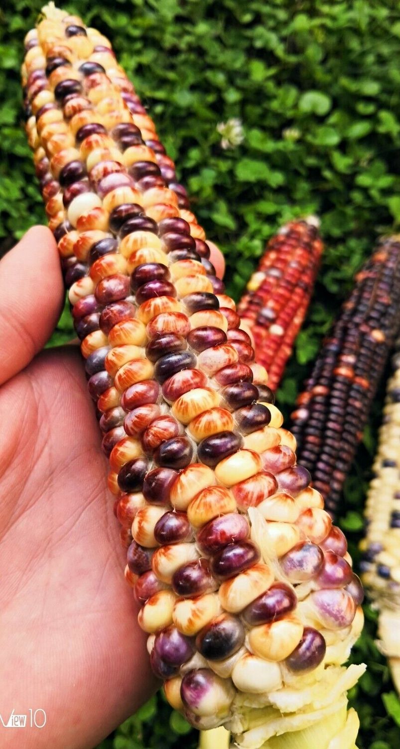 Rainbow Bumblebee Corn